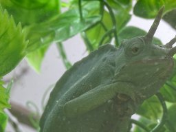 Tiergarten Schönbrunn am 20.10.2025